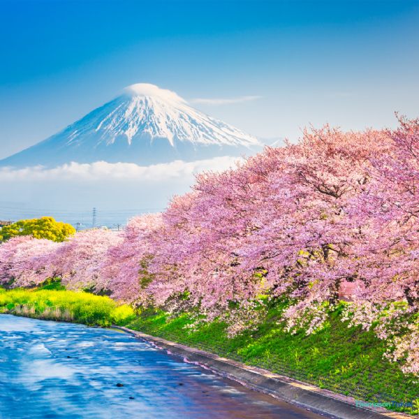 Luxury Japan In Spring Cruise